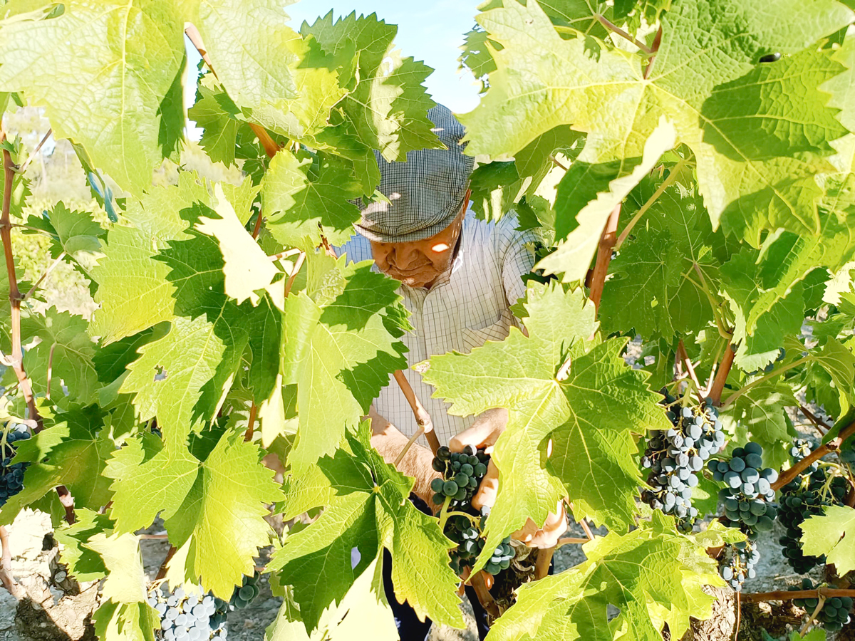 Fotografia de l'avi collint raïm de la vinya.