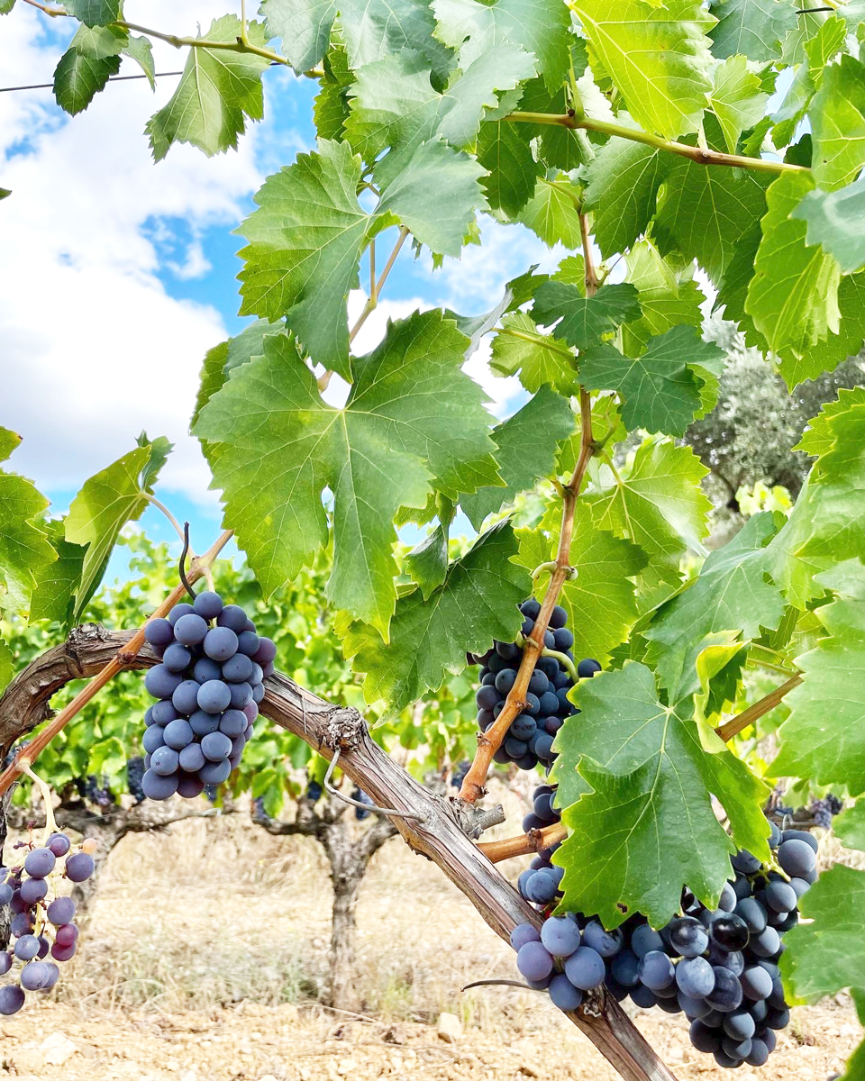 Fotografia de la vinya amb raïm.