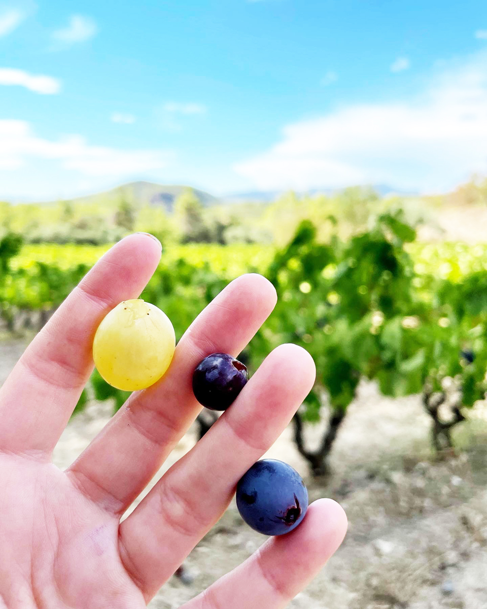 Fotografia d'una vinya fent el canvi de fulla a la tardor.
