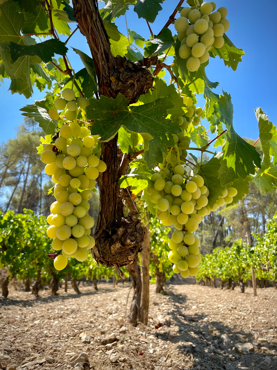 Fotografia de la vinya amb raïm.