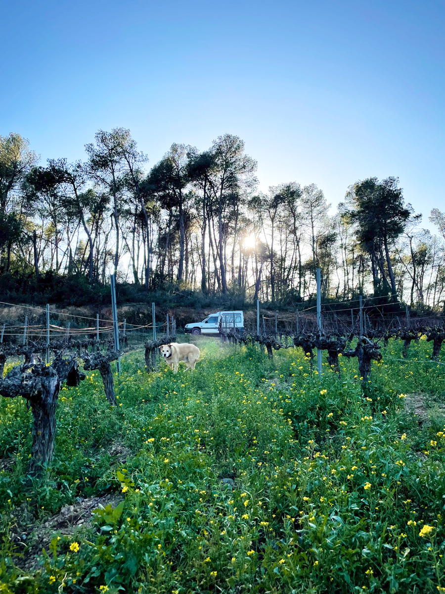 Fotografia de la vinya sense fulla on es veu una furgoneta i un gos al centre.