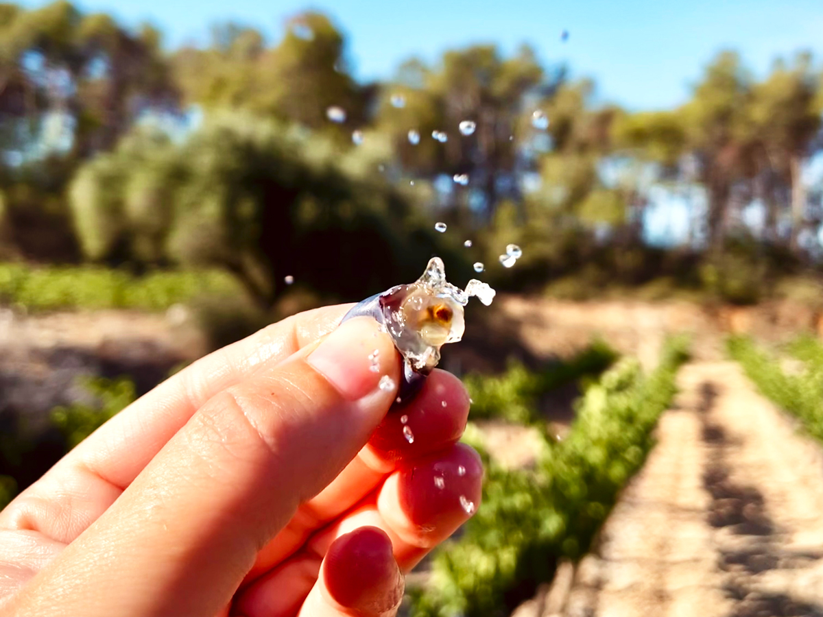 Fotografia d'una mà aguantant el raïm i fent-lo esclatar.