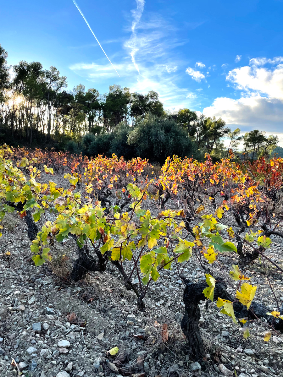Fotografia d'una vinya fent el canvi de fulla a la tardor.