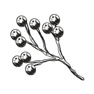 Il·lustració d'elements de sotabosc.