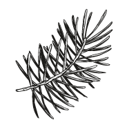 Il·lustració d'elements de sotabosc.